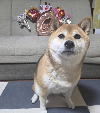 先日6歳になりました（画像提供：柴犬のののさん）
