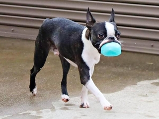 ボールをくわえたチャビィくん。スレンダーなボディとのギャップがすごい！（画像提供：チャビィ Chabyさん）