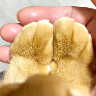 クリームパンですか？ つぶちゃんのふわふわお手がたまらない！（画像提供：つぶさん）