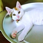 里親希望が殺到、“天使の羽”をもつ三毛猫　気難しくて、シャーシャー威嚇……まるで“女王さま”！？