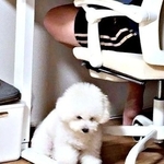 パパと遊んでほしくて……持ってきたのは？（画像提供：あぽちぃさん）