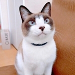 「ご飯食べてる？」 食事中の飼い主さんのそばに来たぽんちゃん（画像提供：マミ太郎さん）