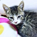 保護時、生後推定3カ月、助けを求め駆け寄ってきたひゅうちゃん（画像提供：ふみさん）