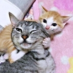 約1年半違いで同じ庭から保護された（手前）しまちゃん（奥）みやびちゃん（画像提供：ふみさん）