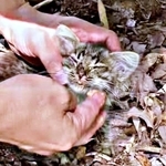 山道で発見された当時、ひどく衰弱していたルナちゃん（画像提供：なちゅふぉとさん）