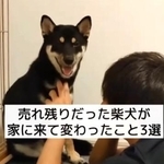 売れ残りだった柴犬うにちゃんが家に来て変わったこと3選（柴スタディさん提供、Instagramよりキャプチャ撮影）
