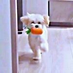 生後６カ月の犬さん、走っているつもりなのに…　よちよち向かってくる姿に「ぬいぐるみが歩いている！」「ディズニーじゃん」