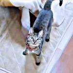 猫がコタツに隠したのは…→布団をめくったら“宝物”だらけ！ 「かわいすぎる」「秘密基地みたい」