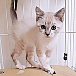 兄弟は全員亡くなった…多頭飼育崩壊から生き残った子猫　1年後、コミュ力抜群の甘えん坊に