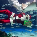 ヒゲが視界をふさぎ、裾に魚が群がる…水族館・サンタダイバーの舞台裏　衣装は“自作改造”、泳ぎ方にも工夫　過酷な屋外水槽は水温18℃