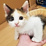 「子猫の声がする！」 車にできた人だかり…　猫バンバンで救われた小さな三毛猫　今はお店の“招き猫”に