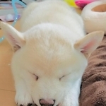 「大きくなっても同じ寝方してる」柴犬さんの寝姿のビフォーアフター「いつまでも赤ちゃん」「大きくなってもかわいい」