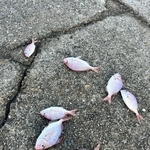 小魚やオキアミが港に散乱……魚を捨てていく釣り人へ　SNSでの皮肉に賛同続出「食べないなら海に」「マナー悪すぎます」