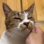 大きなヒゲ袋が愛くるしい、愛猫のぺこゆきくん