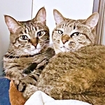 無残に見捨てられた2匹の子猫…「一緒に迎えようよ」家族の後押し　正反対のキャラクターが本当の姉妹のように強く結ばれるまでの軌跡