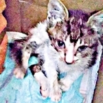 保護時、呼吸が苦しそうだったティダさん（画像提供：むうむうとネコさん）