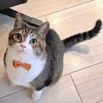 玄関前から離れなかった猫　保護してみたら、脱水症状と原因不明の血尿が　命を紡がれ8年…いまや“人間好きな猫王子”に