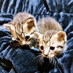 愛犬を亡くし悲しみにくれる日々「もう犬は…」と思っていたら、隣家の軒下に2匹の小さな子猫が→必死の子育てで充実した毎日に