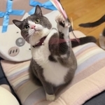 猫じゃらしをキャッチした瞬間の猫さんのお顔が！「あふれる歓喜と熱狂」「幸せになる」