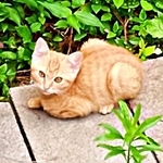 庭にひょっこり現れた茶トラの子猫と心が通じた瞬間…　3カ月かけて保護した子が「奇跡を運んでくれる存在」になるまで