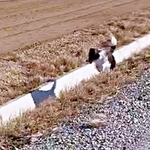 「待てー！」犬が無我夢中で追いかけていた“謎の相手”とは…　愛らしい追走劇にSNS悶絶「純真でかわいい」「健気やなぁ」