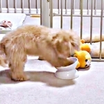 ご飯どこ！？？ 子犬が食べ終わったご飯皿を全力でホリホリ→必死すぎる探し方にSNS悶絶「Mr.ビーンの犬版みたい」「かわいすぎて涙」