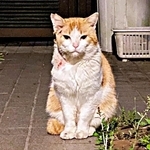 保護できなかった猫と、先に救われた子猫…　窓越しに始まった友情が“奇跡”を起こした