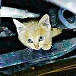 駐車場に響き渡る悲痛な鳴き声、車の下で怯えていた子猫を迎えたら→愛犬の死に涙する飼い主に寄り添う大切な家族に