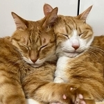 仲良し兄弟猫の「クルクル」に癒やされる人が続出…「尊い尻尾」「リアルなしっぽハグ」