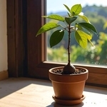 「アボカドをオシャレな観葉植物に♪」→「なんか思ってたのと違う」「ドカベンのイワキが咥えてたのはコレだったかぁ」