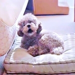 飼い主のヴァイオリンに合わせて全力でハモる「オペラ犬」が話題　クライマックスで「わんわんお」→「すごい」「絶対一緒に歌ってる」