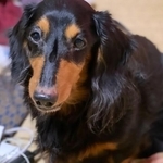 高齢の飼い主が施設に→残された老犬の行き場がない！「同じような子がいたら連絡して」命がつながったご縁