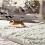 「待って！」という飼い主さんの声をさえぎるように駆け回るハクくん（画像提供：HAKU_shiba2020さん）