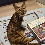 急に足を引きずり始めた愛猫「少し運動神経が悪いだけと思っていたのに」　手術か、様子見か……飼い主の決断は