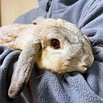 ママ抱っこ→パパ抱っこでうさぎの態度が激変！ 「別うさぎレベル」「すごく不服そう」