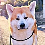 秋田犬「おまえ困ってるのか？」真っ暗な夜道で飼い主の異変を察知　アッと驚く行動に「なんてお利口さん」「イケワンがすぎる！」