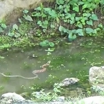 庭で目撃！ヘビとカエルの緊迫した攻防を記録した動画が話題　カマキリもトンボも完全スルーでカエル一択…自然の厳しさありありと