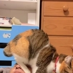 パパさんの顔に乗っかりながらフミフミする猫さん（小雪ちゃんのパパさん提供、Instagramよりキャプチャ撮影）