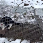 誤ってアライグマの罠にかかってしまった猫さん（タカヲさん提供、Xよりキャプチャ撮影）