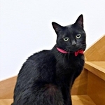 赤いリボンがよく似合うあずきちゃん（画像提供：あずきさん）