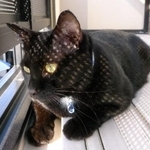 医者から「なぜ放っておいたのか」と責められ……わずか2カ月で旅立った愛猫　罪悪感に苦しんだ日々「7歳で死なせてしまった」