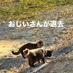 「おじいさん、どこ行った？」身勝手な人間の事情で、置き去りにされた10匹の猫たち