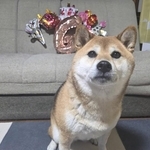 先日6歳になりました（画像提供：柴犬のののさん）