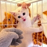 三吉さんの大きな手がとっても怖かった子猫(三吉さん提供、Instagramよりキャプチャ撮影)