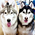 「なぜそこに？」キッチンでの犬2匹の謎行動が話題「うちもやる」「帰巣本能ですね」