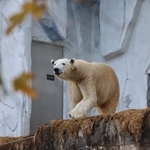 ホワイトボードに手書きでみっちり…動物園のホッキョクグマ担当　飼育の試行錯誤をストレートにつづる思いとは