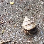 沖縄の海岸で見つけたヤドカリに衝撃　背負っていたものは…「人間が出したゴミのせいで、こんなことに」