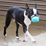 「口、そんなに伸びるの！？」ゴムボールをくわえたボステリの“別犬級フェイス”に3.2万いいね　「めちゃ伸びるやん」「元気もらった」