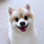 ふわもふの被毛と笑顔がキュートなぱるくん（画像提供：でかポメのぱるさん）