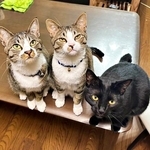 父、祖母、愛猫も他界…悲嘆に暮れる家のタンスから3匹の子猫→2年後、明るい笑い声が戻った「家族や愛猫が出会い導いてくれた」